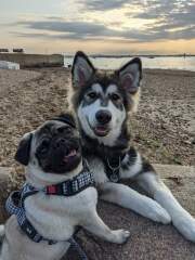 To start a positive dog thread