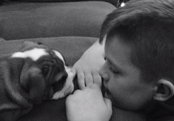 American Bully XL to be banned by end of year
