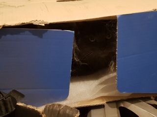 Further Adventures of the Excellent Cats