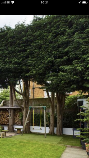 Can someone help with these trees please?