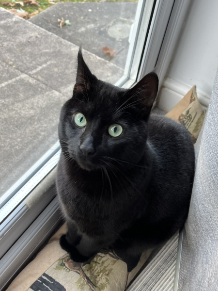 Looking to rehome a young cat