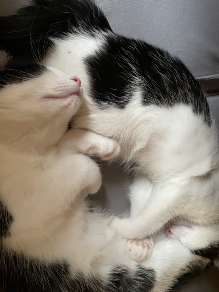 The Very Eventful Lives of the Excellent Cats