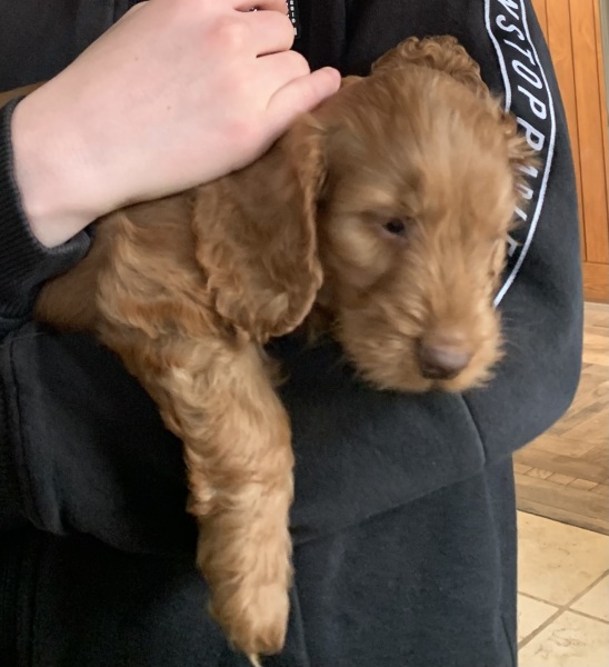 Naming this puppy is driving me mad!