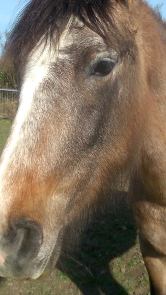 Why do horses get coats and cows don't?