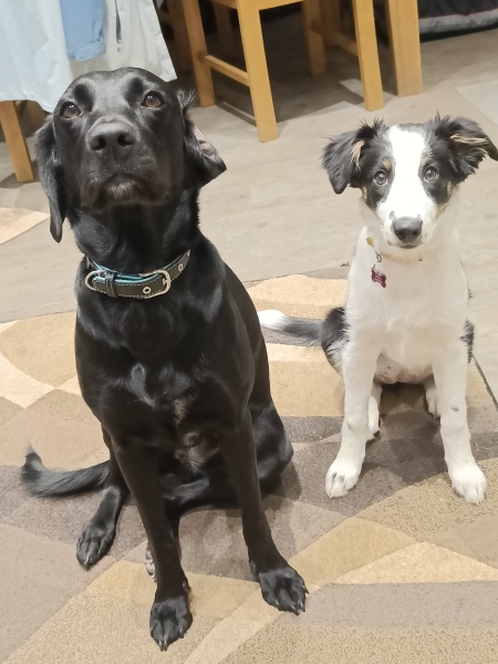 Puppy Survival Thread - for old and new pups