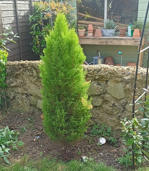Monterey cypress