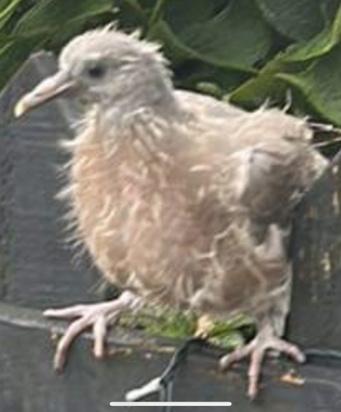 To be worried about this bird