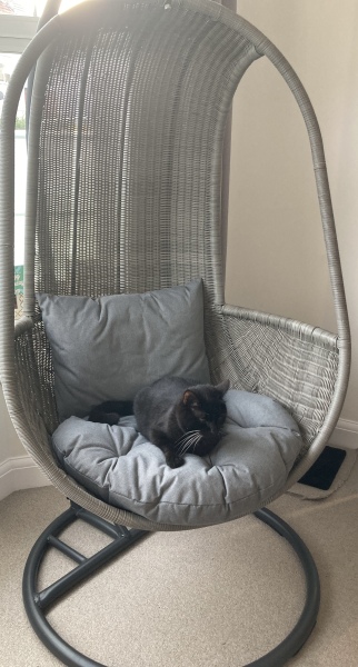 Further Adventures of the Excellent Cats