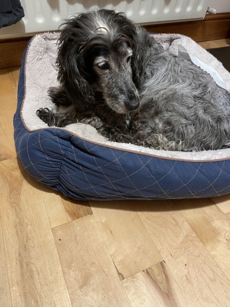 Back surgery on elderly cocker mix