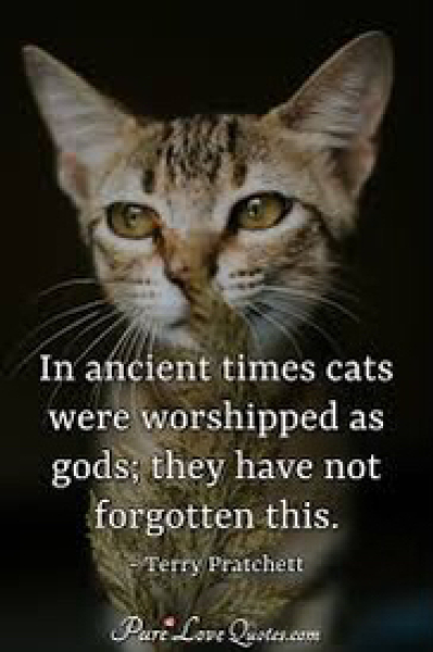 Why are cats allowed to be a pain in the arse??