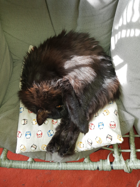 Further Adventures of the Excellent Cats