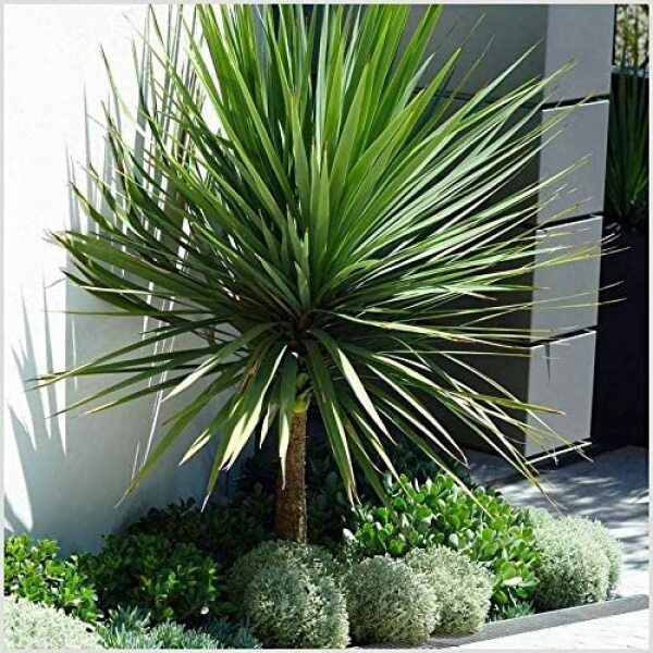 Front yard ideas (with photo)