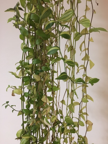 What type of plant is this?!
