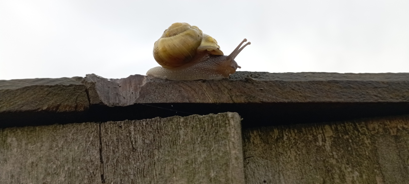 Best way to find snails.  Are they still around ibn October?