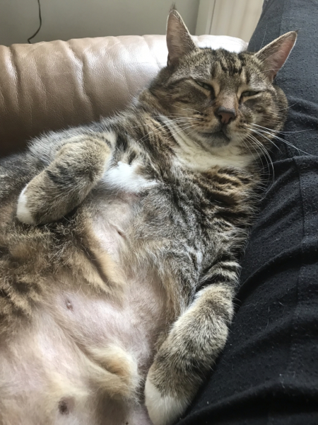 Further Adventures of the Excellent Cats