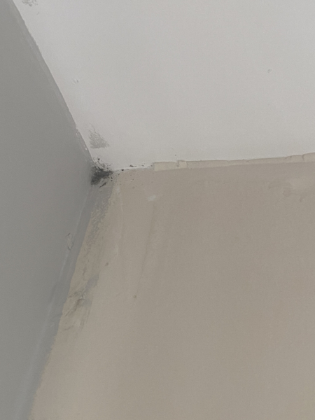 What do do with mould growing on ceiling?