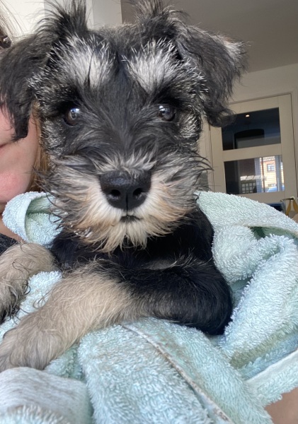 Puppy Survival Thread - for old and new pups