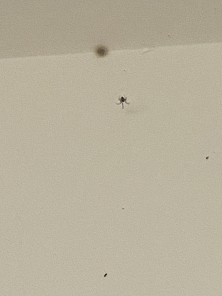 To not know what to do with syd the spider