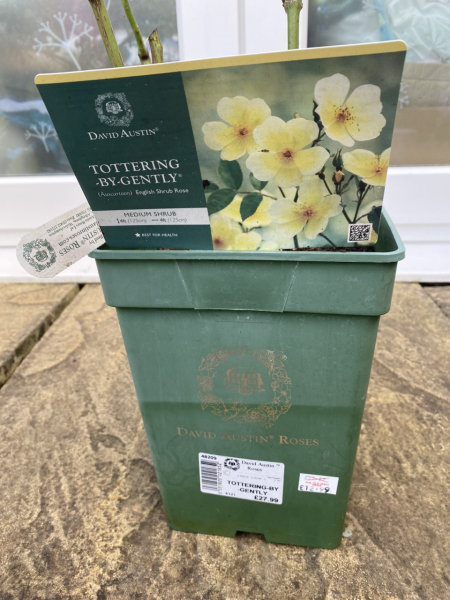 Please help me choose 6 new roses!