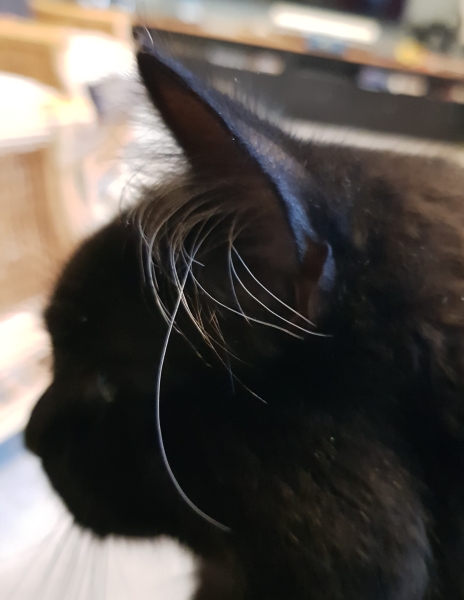 Magnificent whiskers
