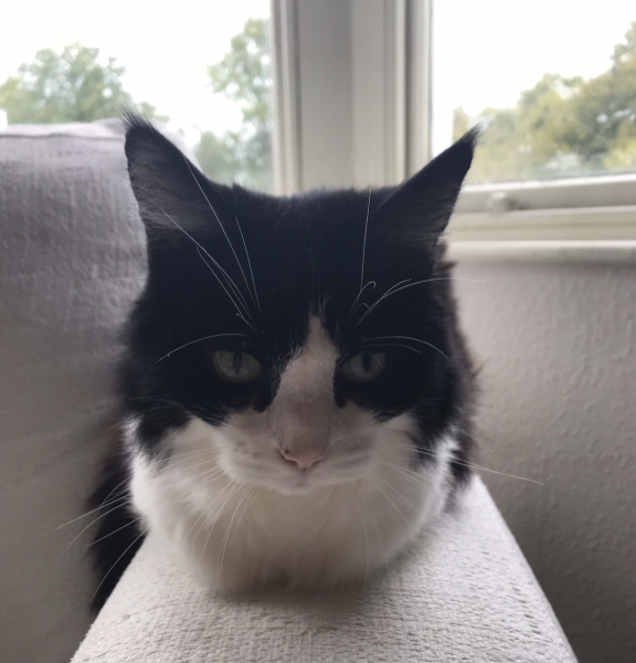 What could this mean? Elderly cat.