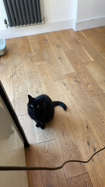 The Very Eventful Lives of the Excellent Cats