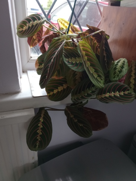 Droopy prayer plant