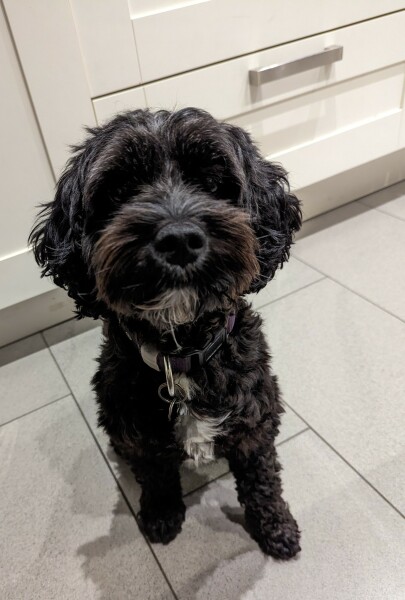 It's an off lead dog one.