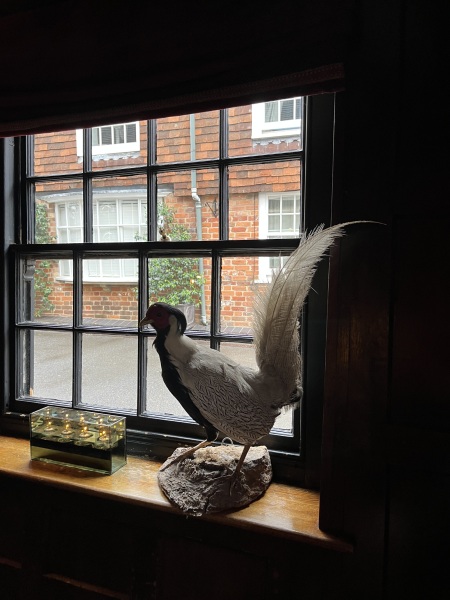 What is this bird?