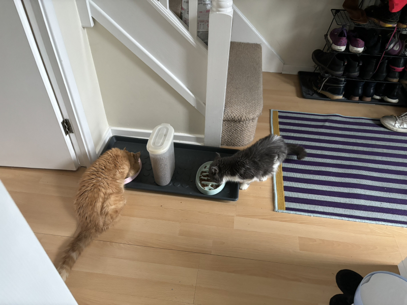 Potential new inmate at Toddler Towers.