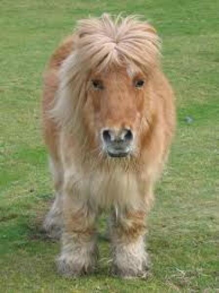 Why do horses get coats and cows don't?