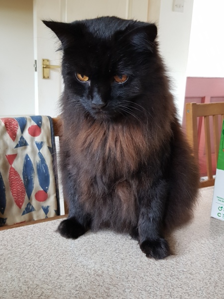 Further Adventures of the Excellent Cats