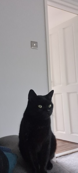 Cat hasn't come home 😢