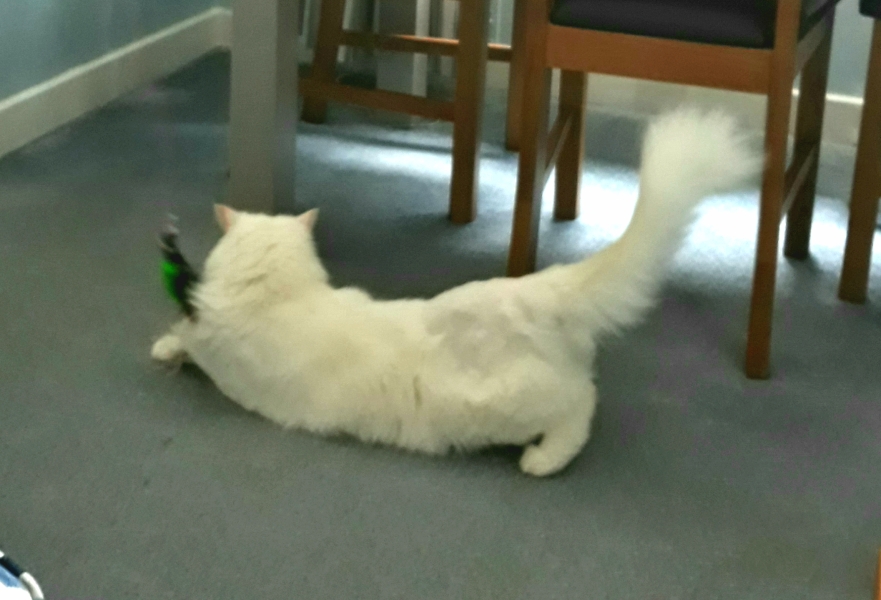 Further Adventures of the Excellent Cats