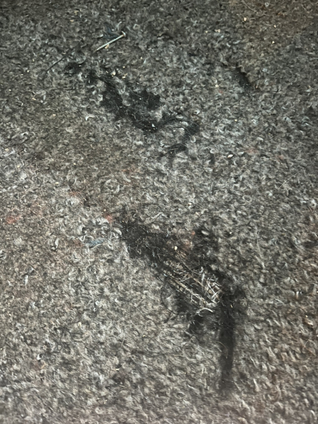 Can I get a cat with looped carpet?
