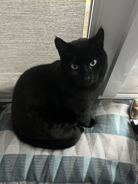 How did you meet your feline overlords?