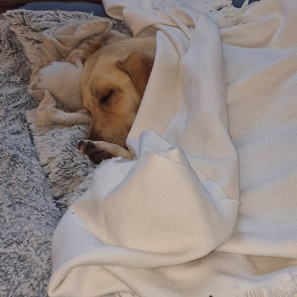 Rehoming a strangers young very pampered pooch - total madness?