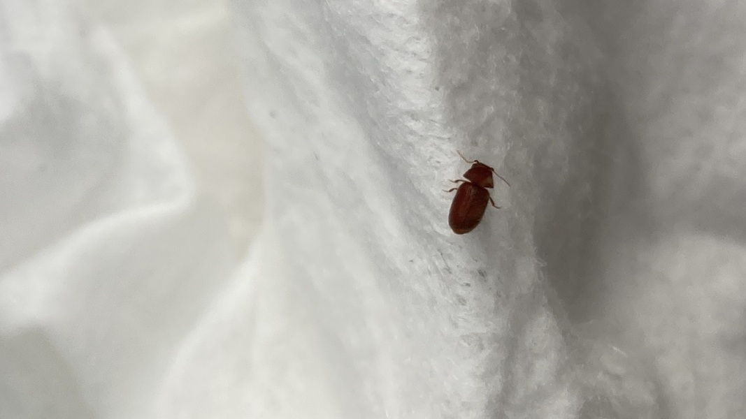 Is this a bedbug?!