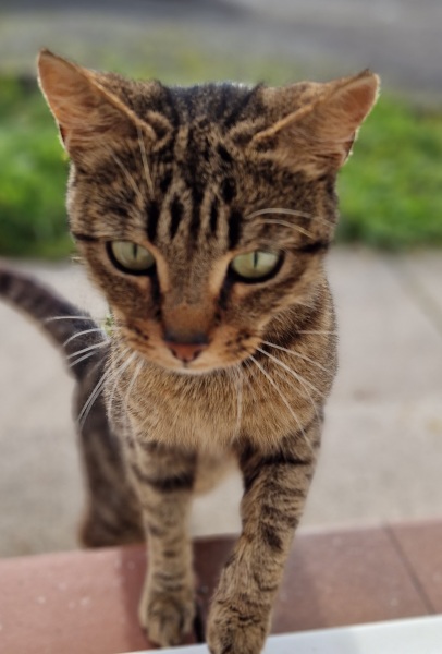 AIBU to steal the cat