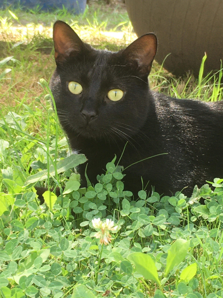 National Black Cat Day today, 27th October.