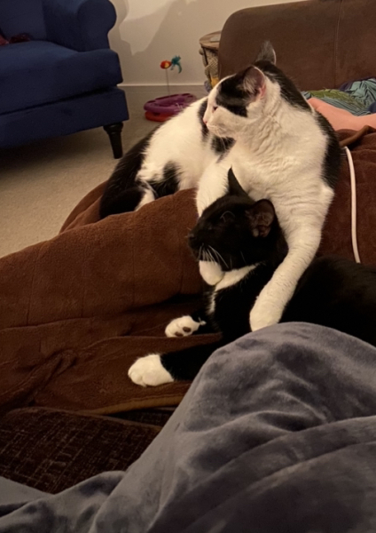 The Very Eventful Lives of the Excellent Cats