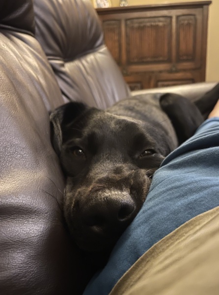 Puppy Survival Thread - for old and new pups