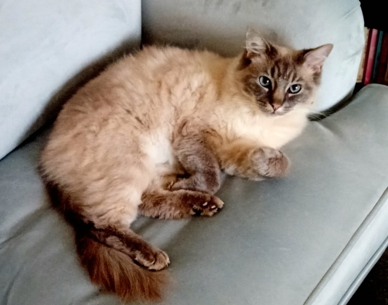 Further Adventures of the Excellent Cats