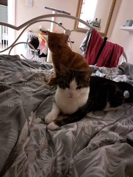 I've lost my 2nd boy in 4 months