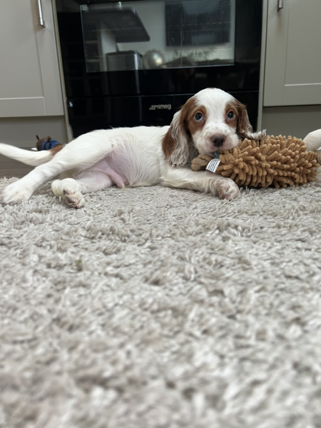 Naming this puppy is driving me mad!