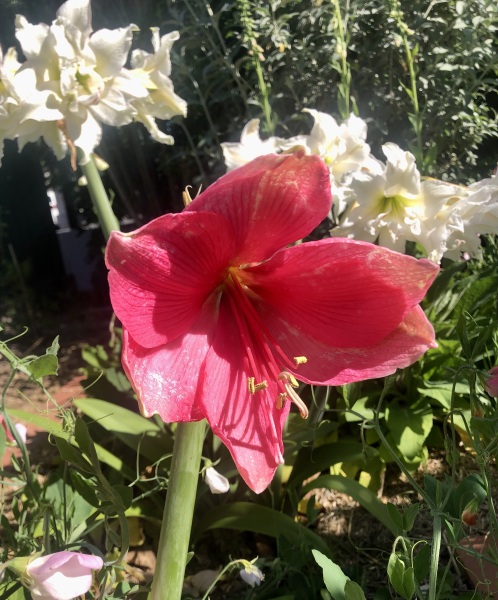 Who'd like an Amaryllis (Hippeastrum) thread?