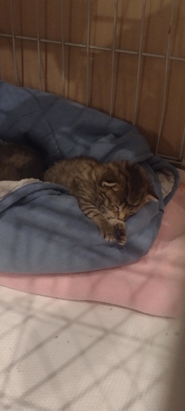 Further Adventures of the Excellent Cats