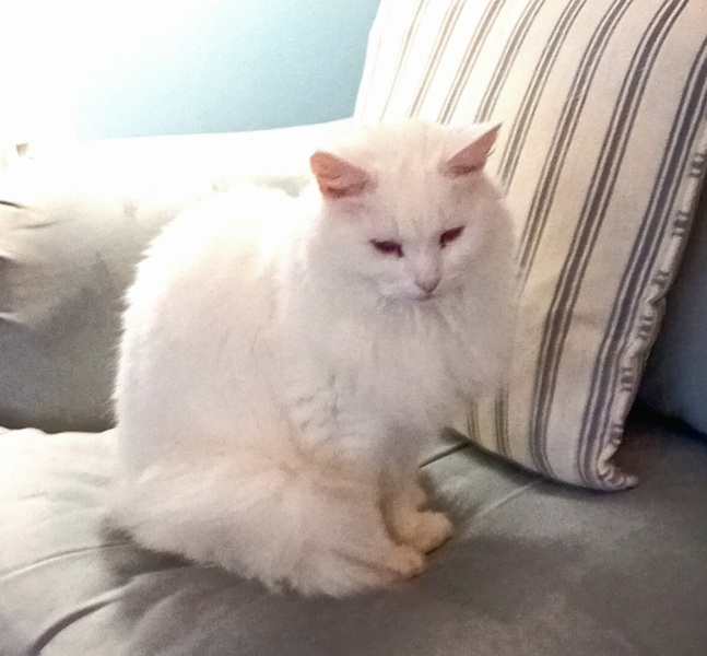 Further Adventures of the Excellent Cats