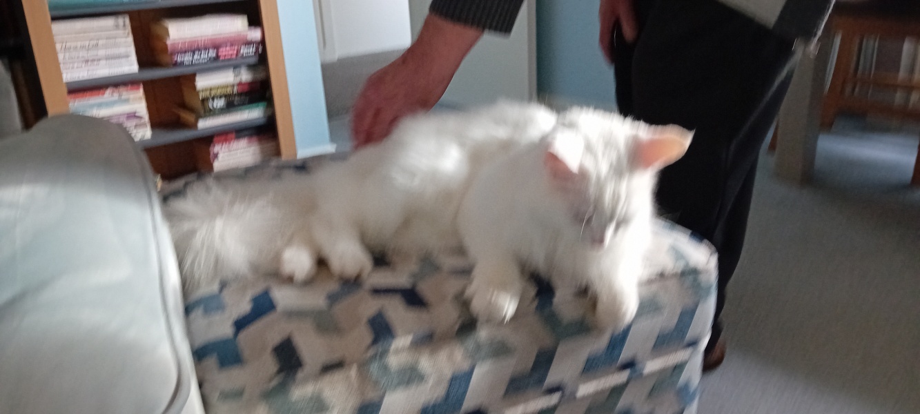 Further Adventures of the Excellent Cats