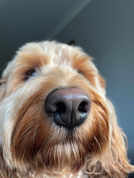 I’ve been asked my dog’s gender for a course we’re going on